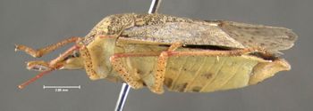 Media type: image;   Entomology 619820 Aspect: habitus lateral view